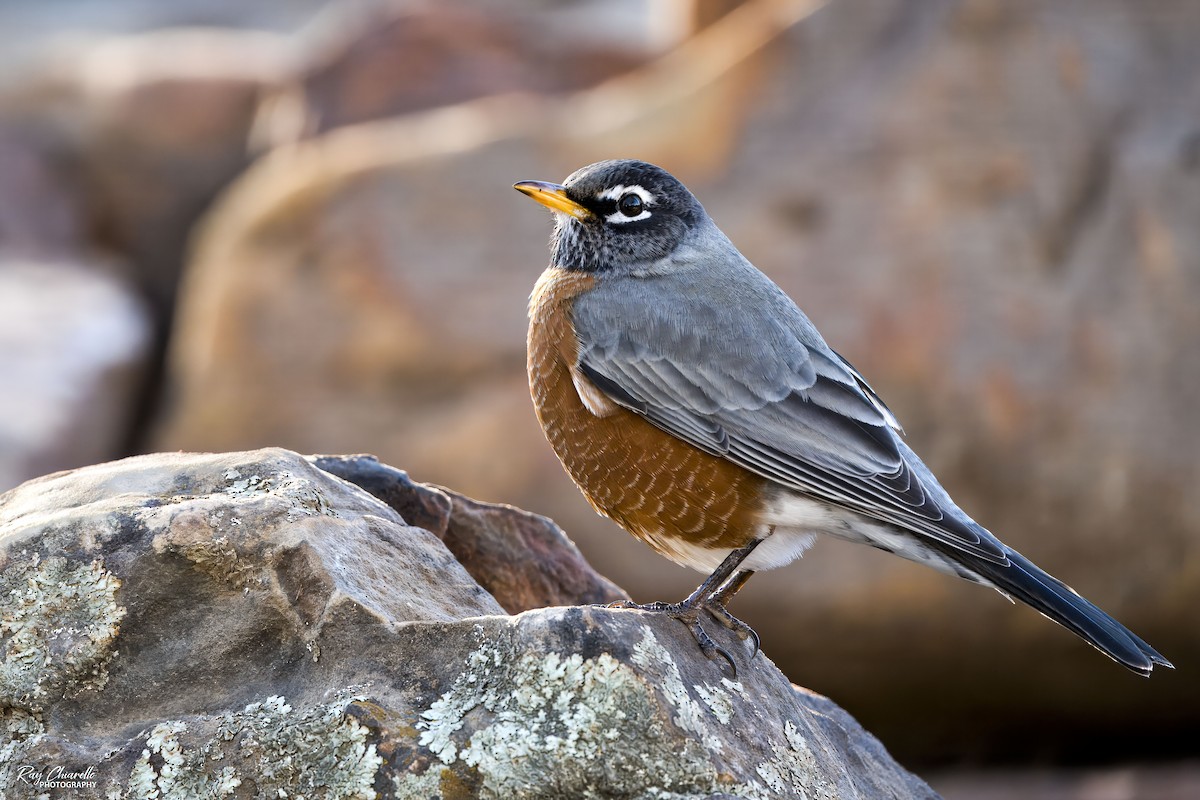 Zozo papargorria - ML646265240