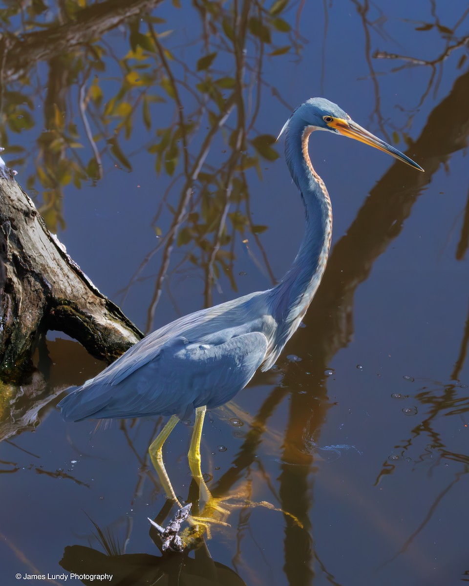 Koartzatxo hirukolorea - ML646265245