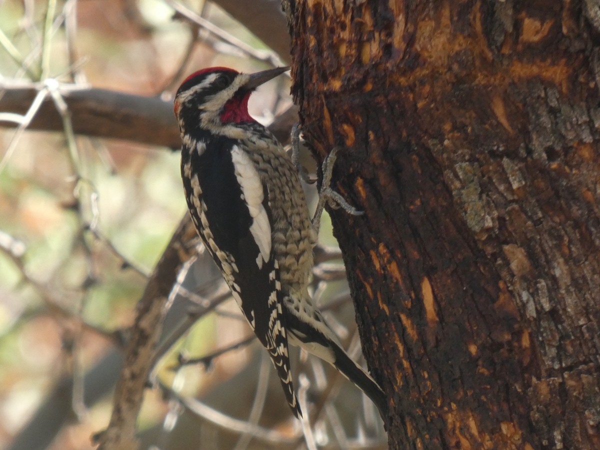 Red-naped Sapsucker - ML646265246