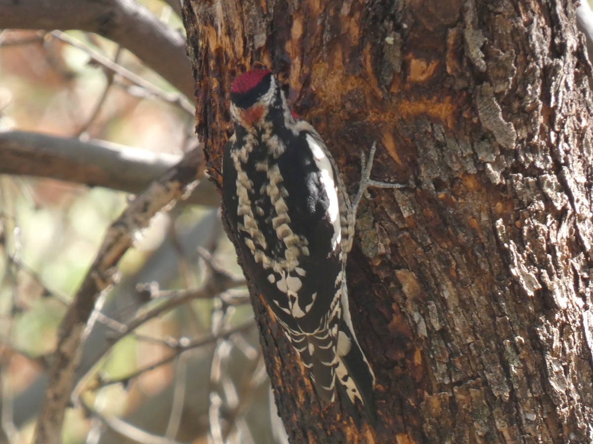 Red-naped Sapsucker - ML646265247