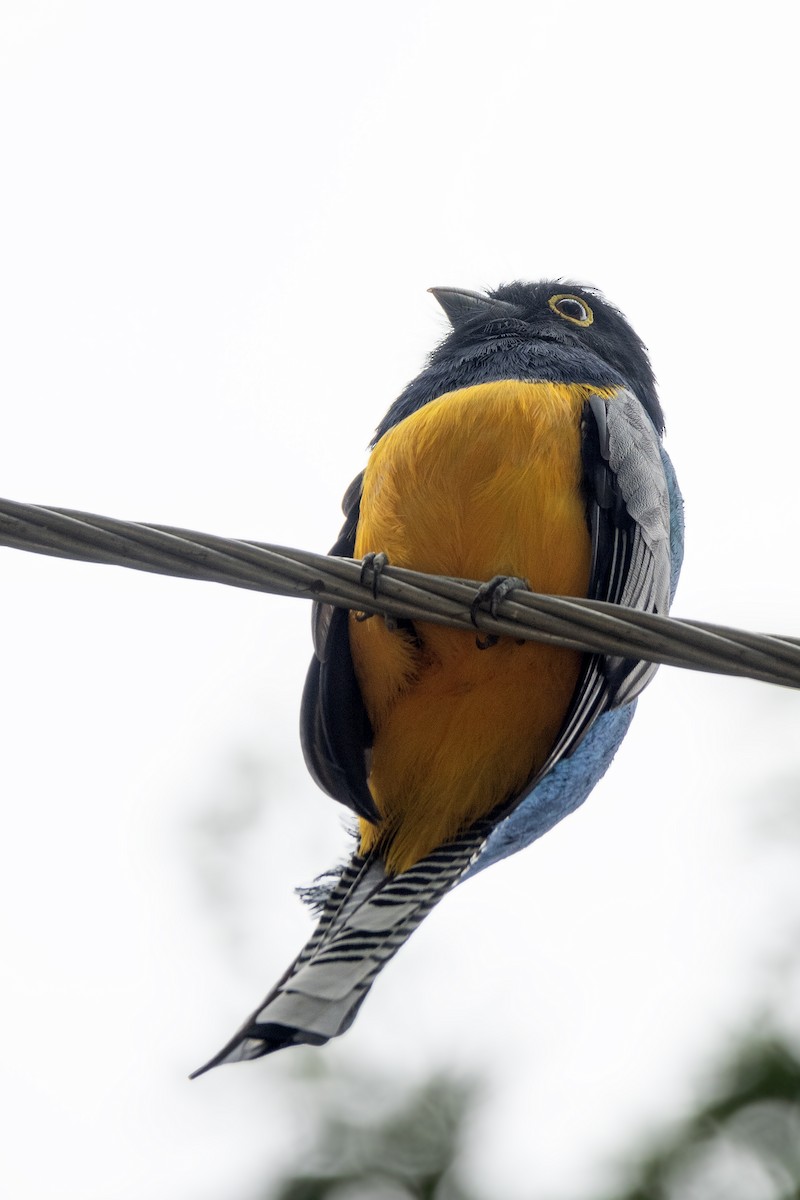 Gartered Violaceous Trogon - ML646265248