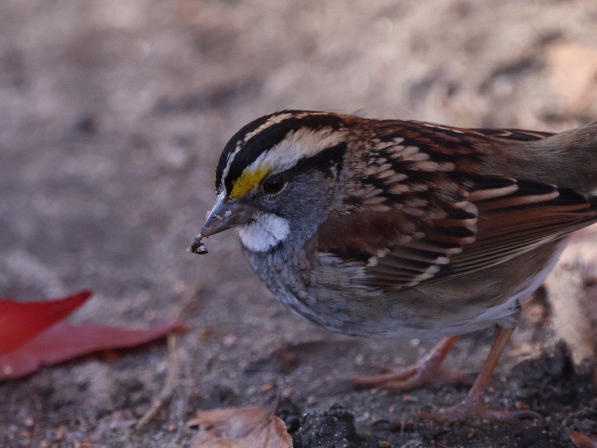 White-throated Sparrow - ML646265249