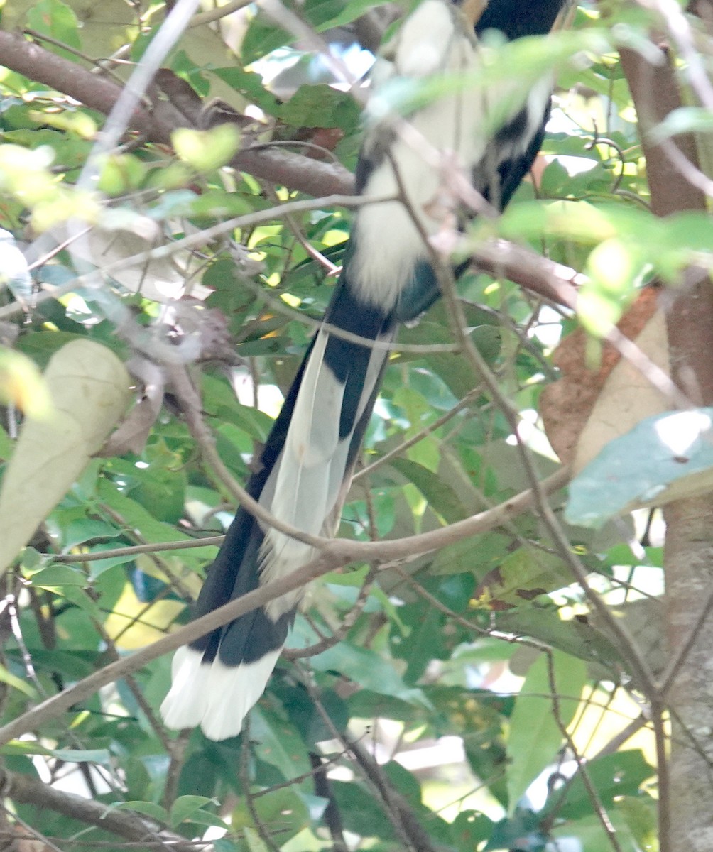 Red-faced Malkoha - ML646265250