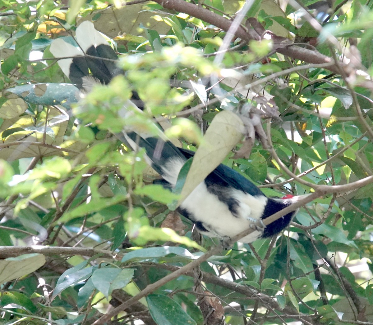 Red-faced Malkoha - ML646265251