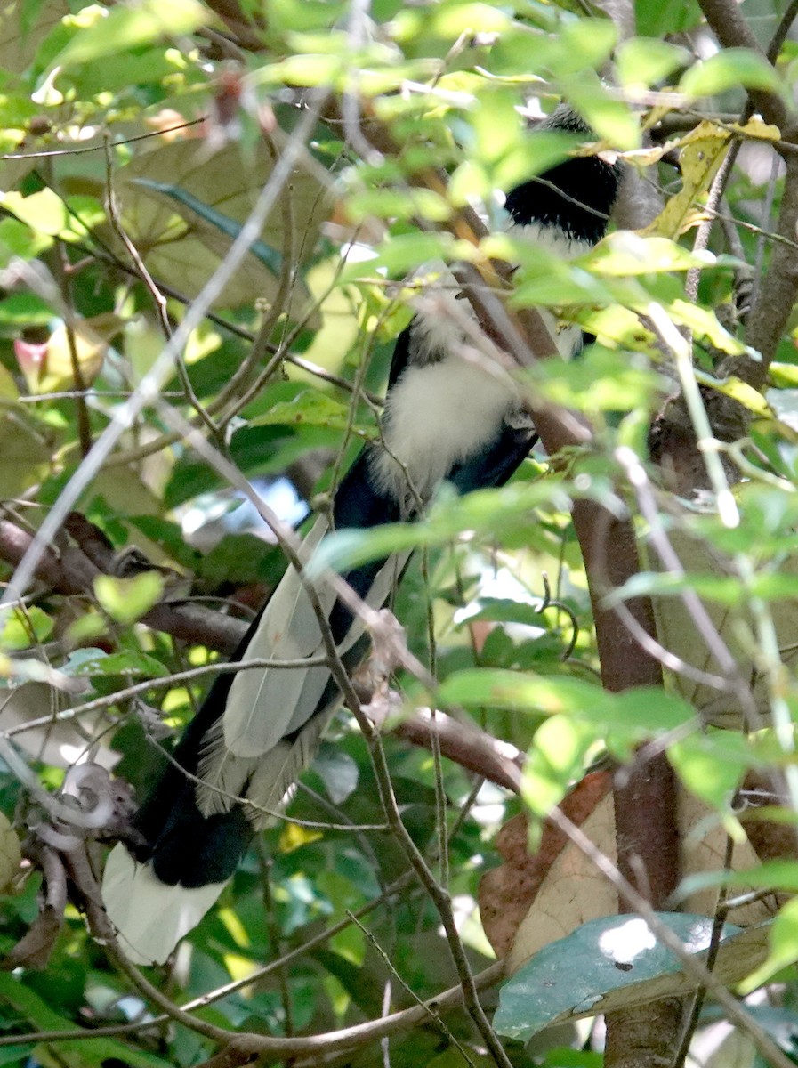 Red-faced Malkoha - ML646265252