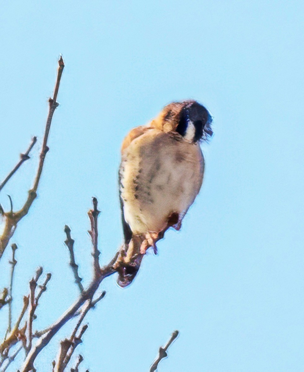 Belatz amerikarra - ML646265254