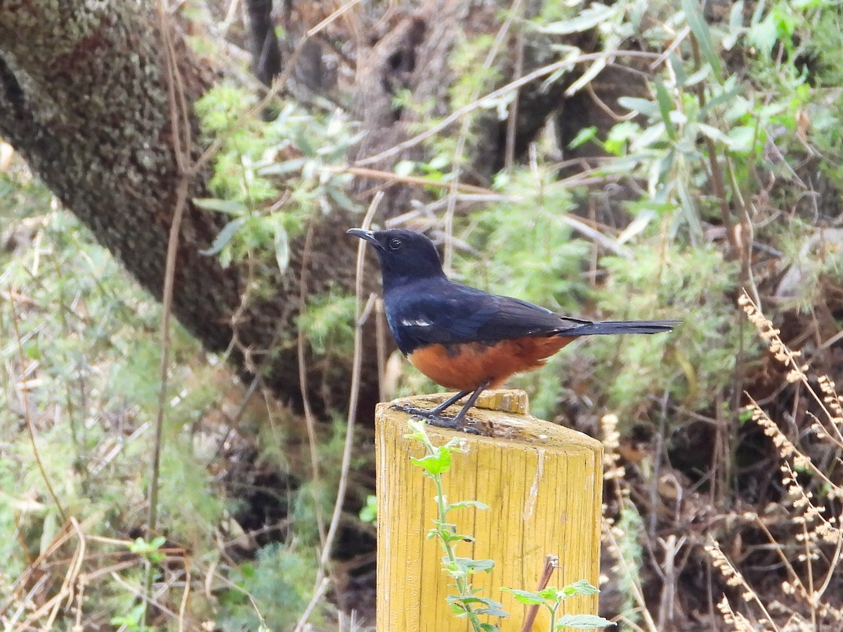 Mocking Cliff-Chat - ML646265257