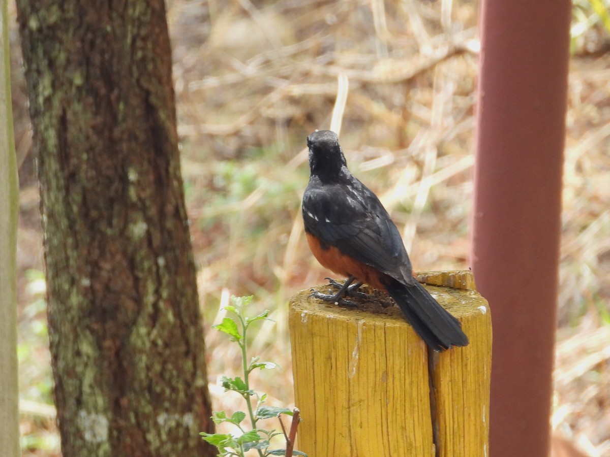 Mocking Cliff-Chat - ML646265258