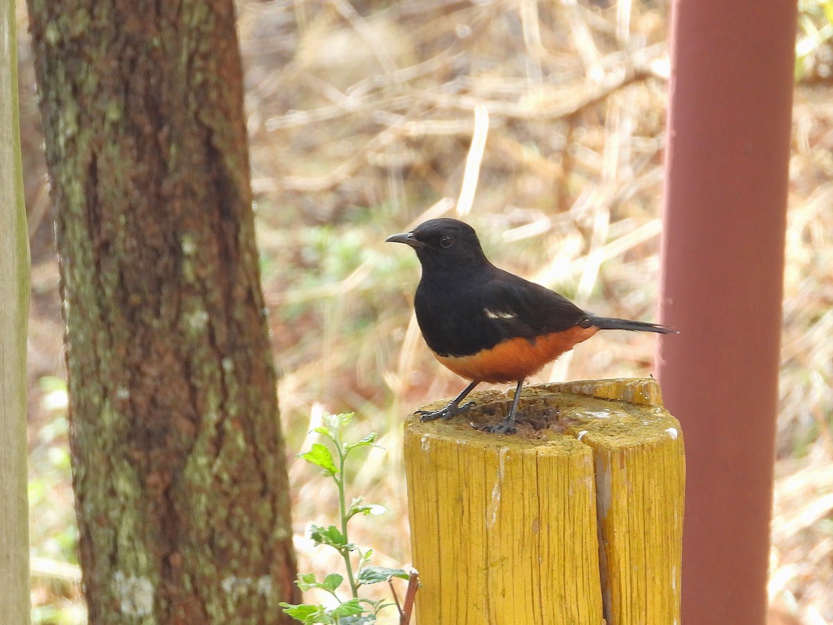 Mocking Cliff-Chat - ML646265259