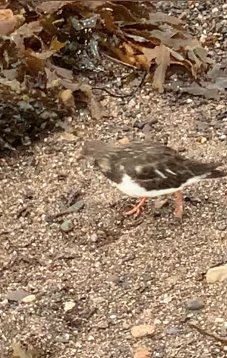 Алаг хайргач - ML646265264