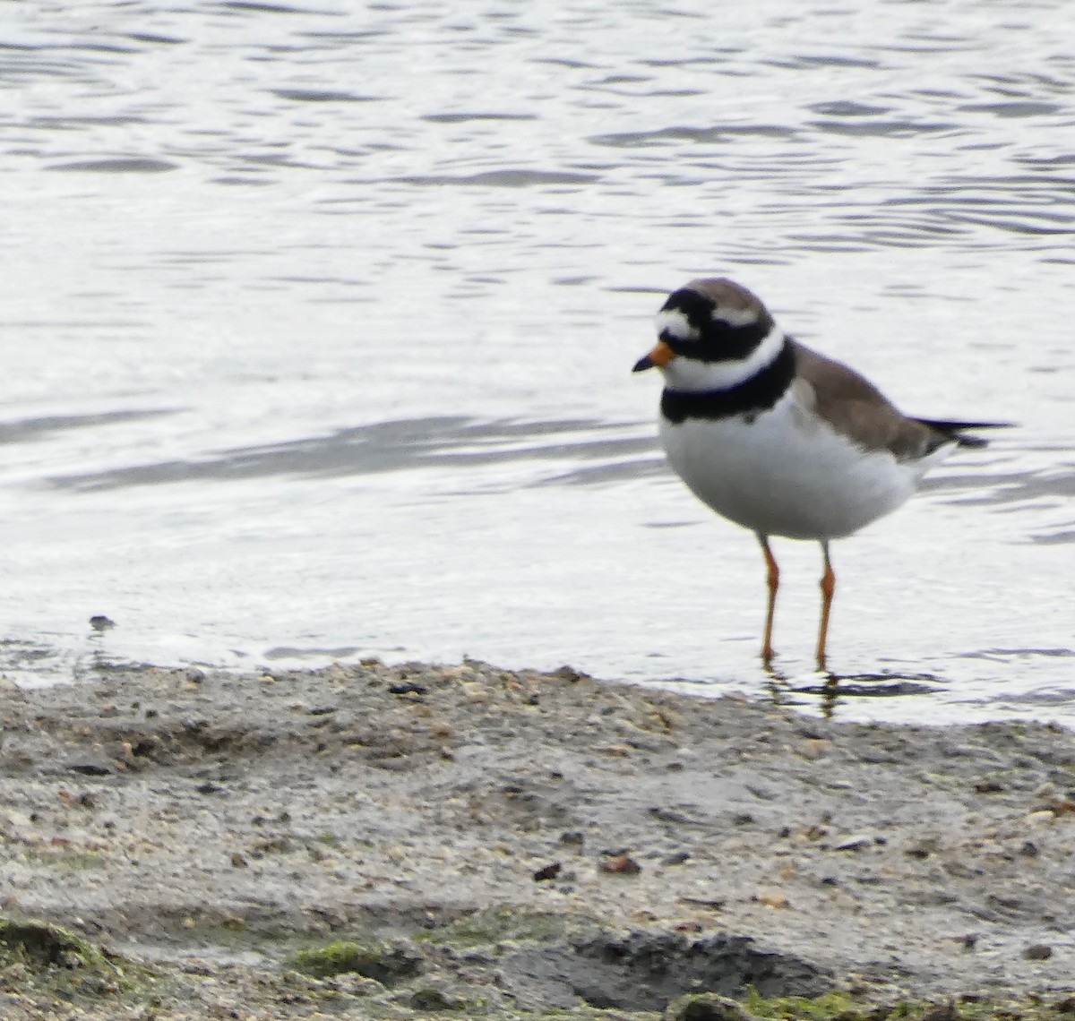 Common Ringed Plover - ML646265266