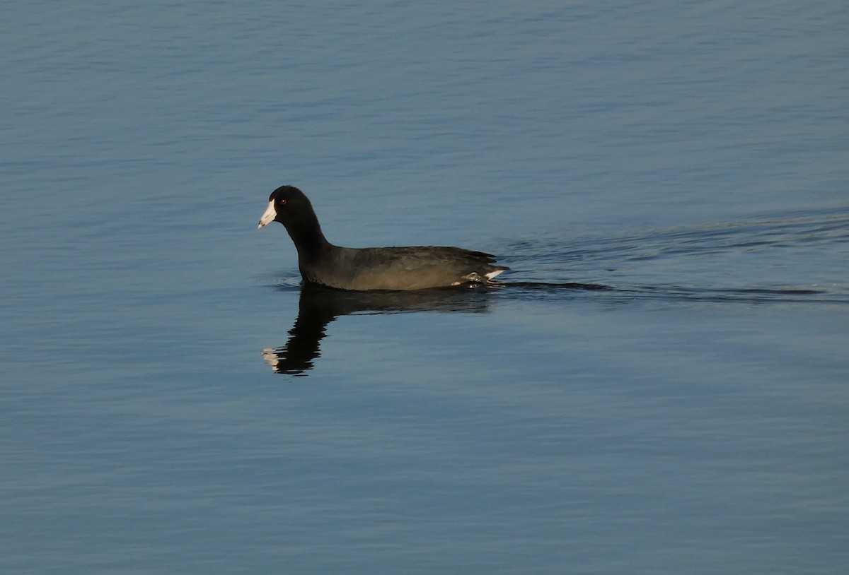 American Coot (Red-shielded) - ML646265269