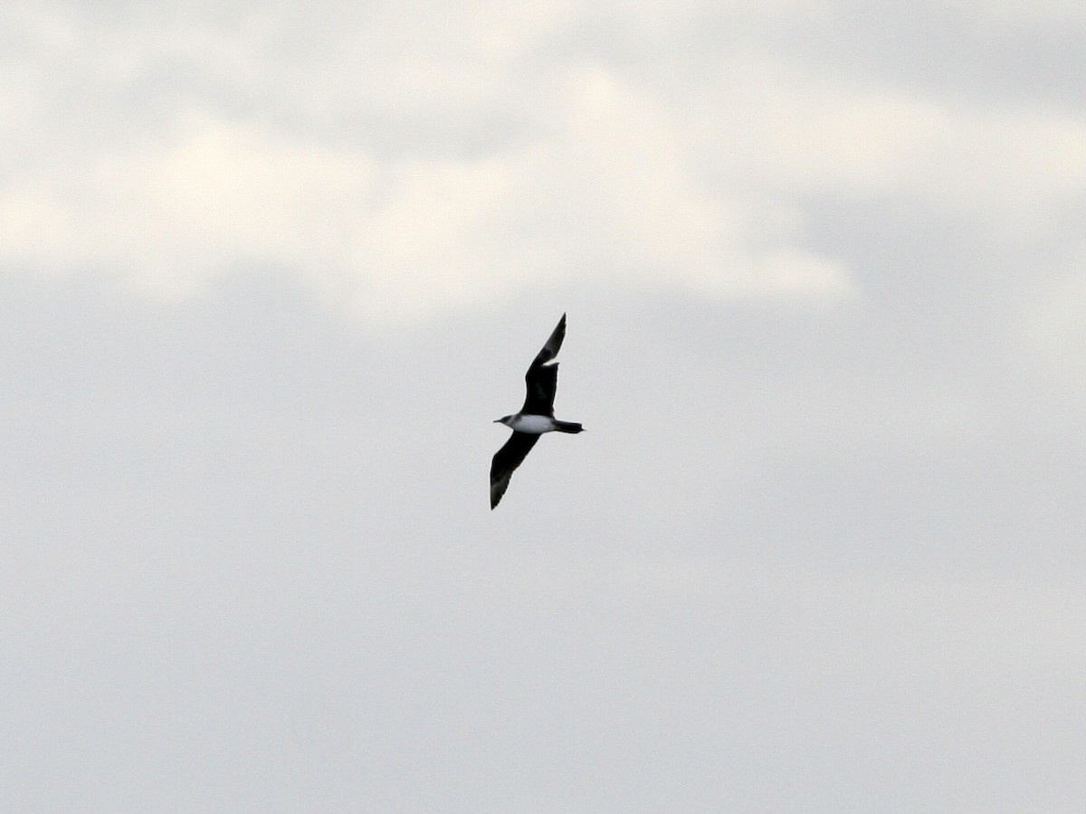 Parasitic Jaeger - ML646265272