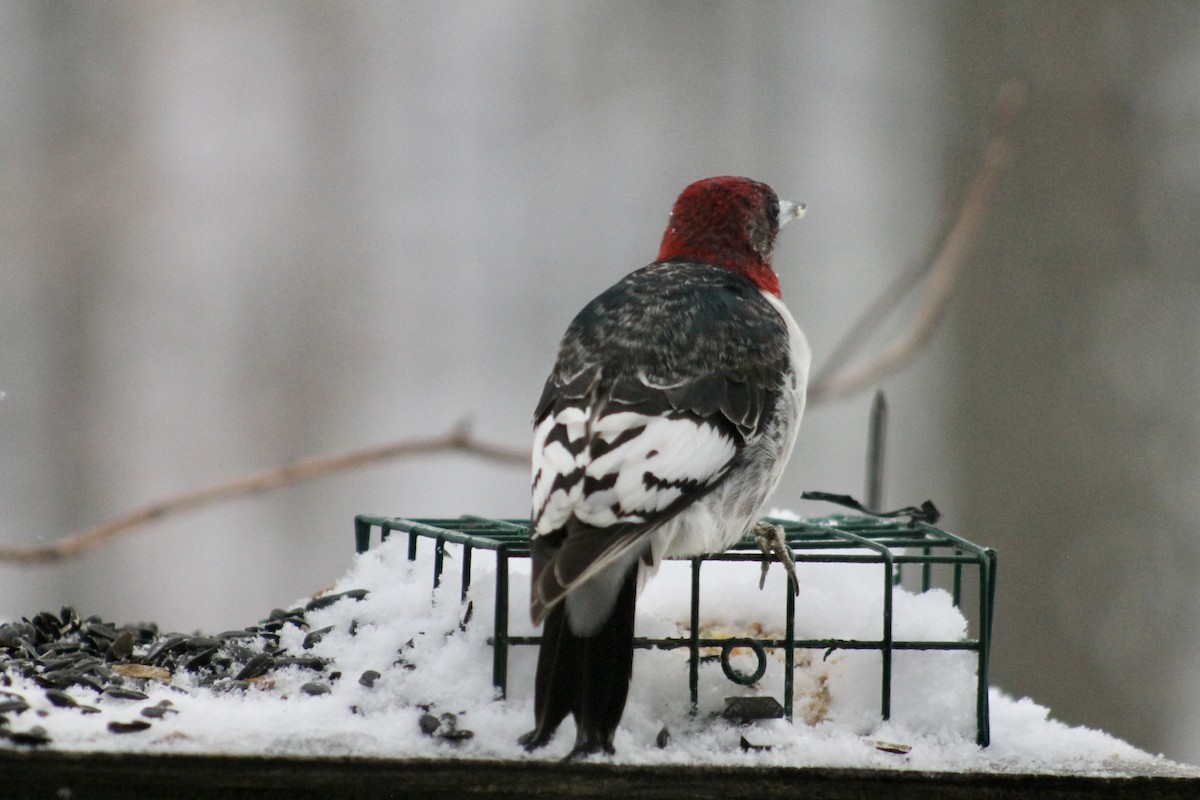 Red-headed Woodpecker - ML646265276