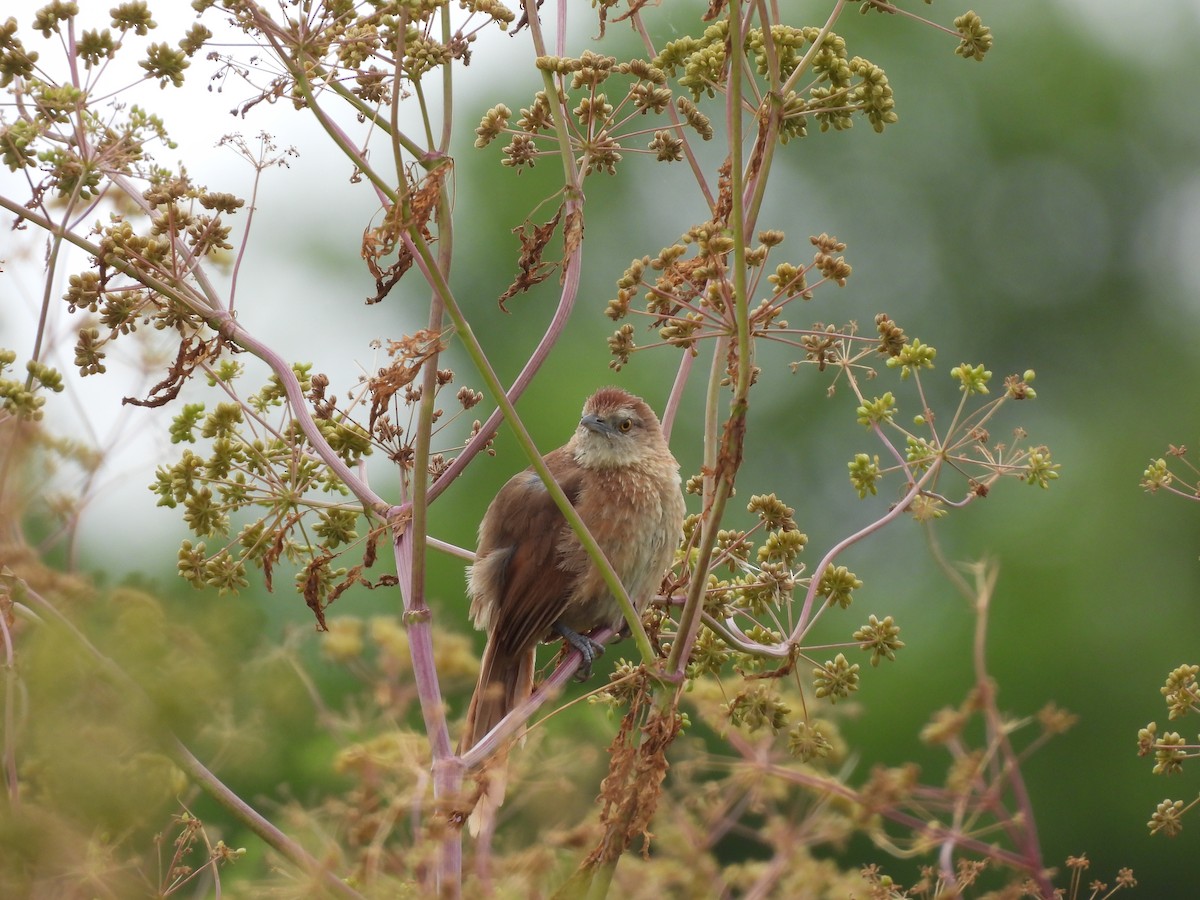 Freckle-breasted Thornbird - ML646265277