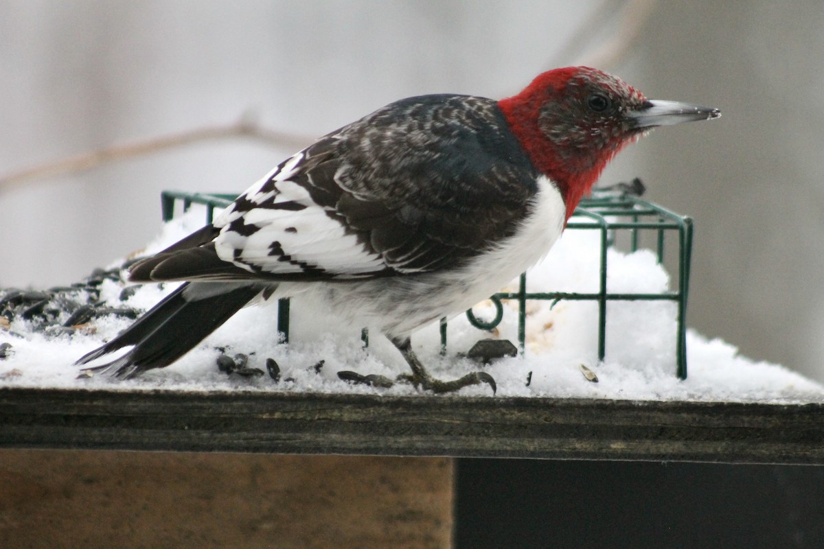 Red-headed Woodpecker - ML646265278