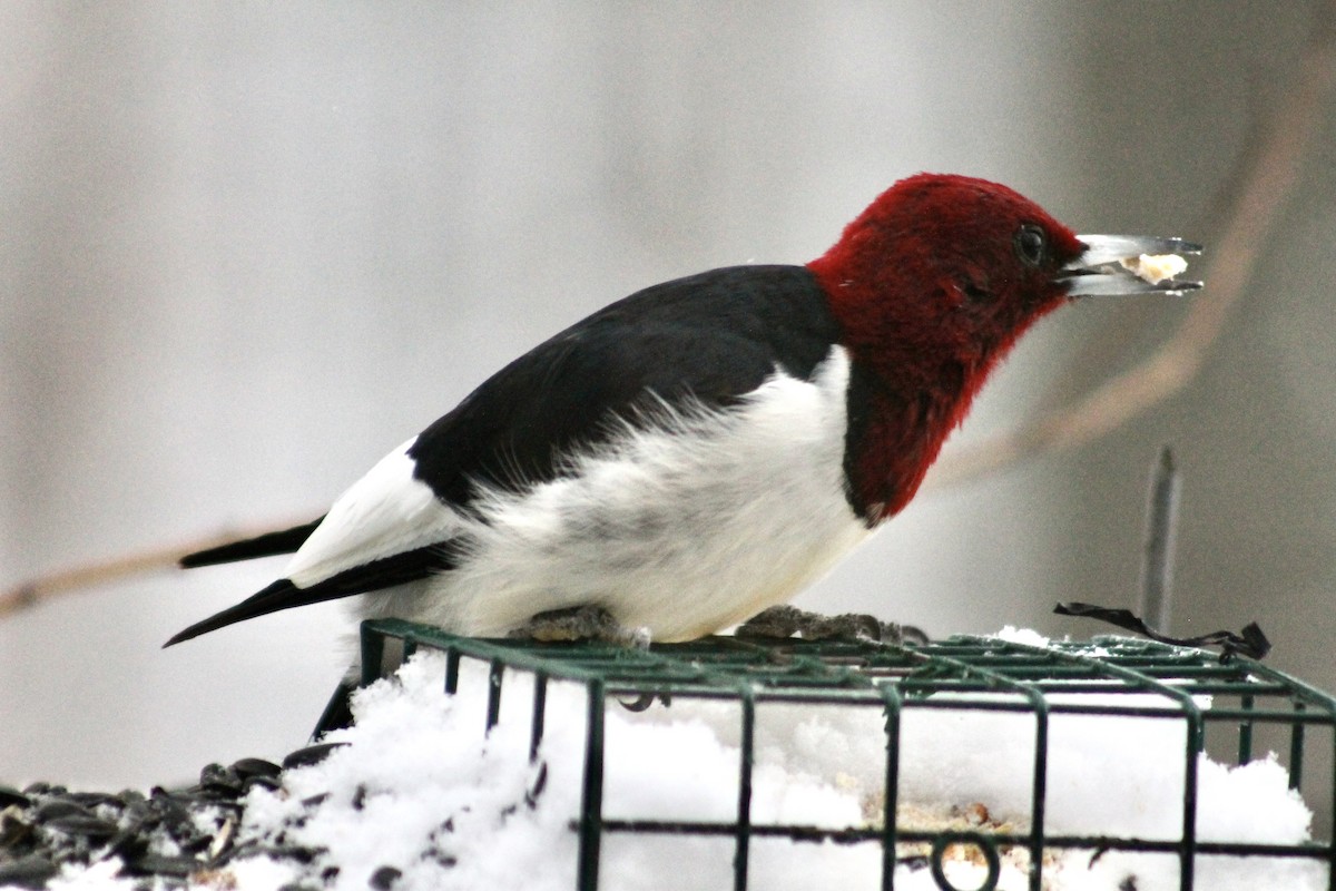 Red-headed Woodpecker - ML646265280