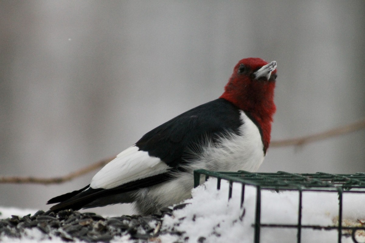 Red-headed Woodpecker - ML646265281