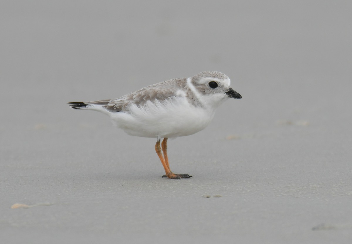 Islıkçı Cılıbıt - ML646265283