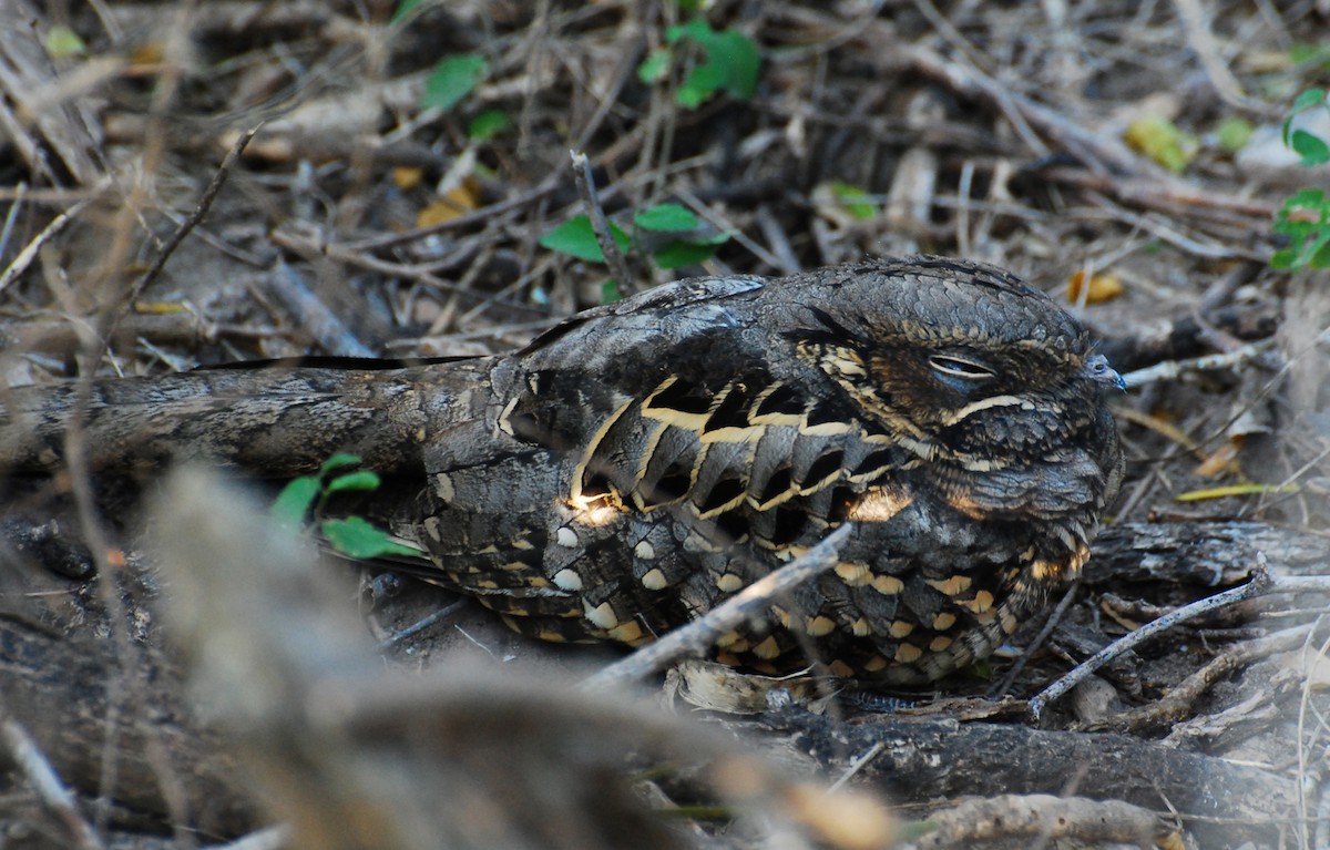 Пораке - ML646265285