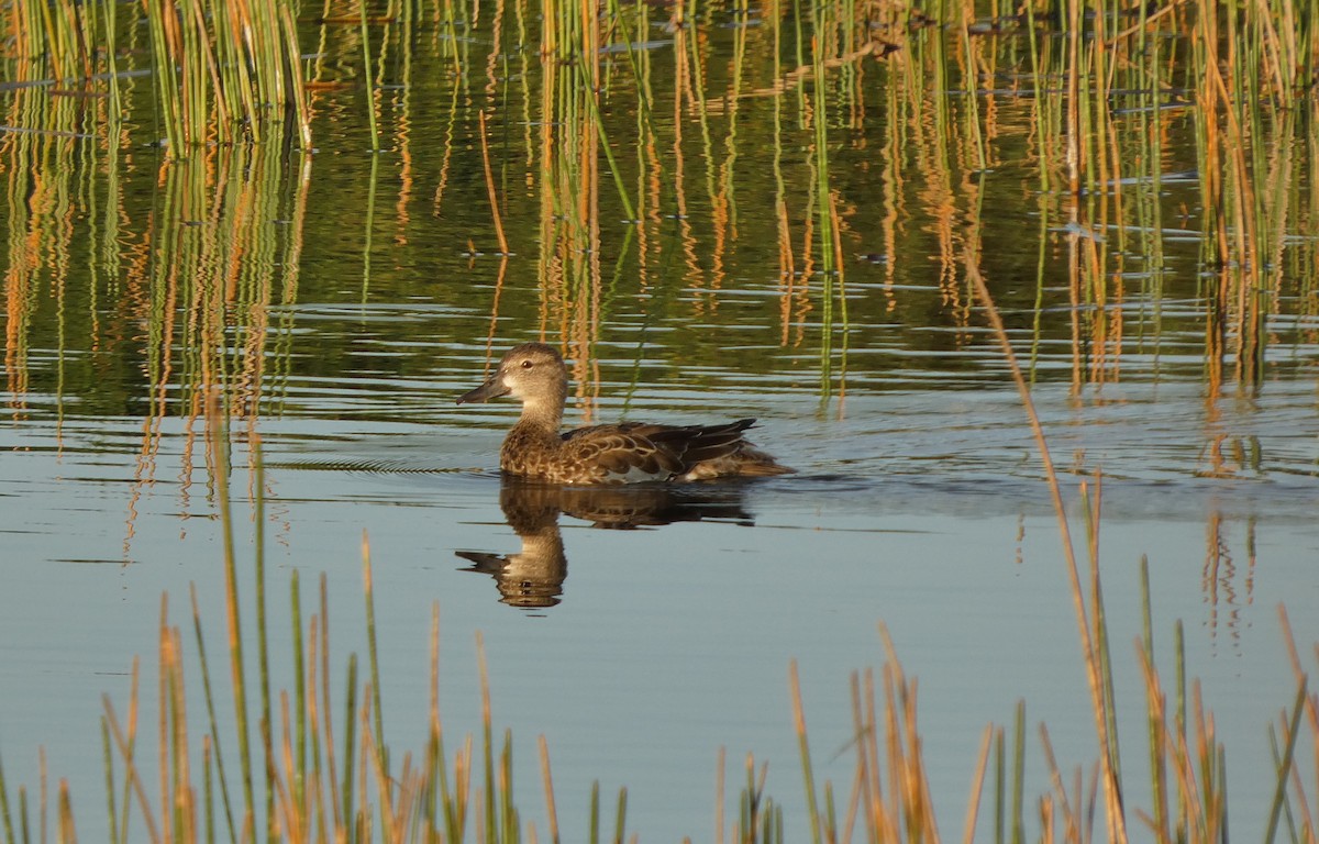 Blue-winged Teal - ML646265286