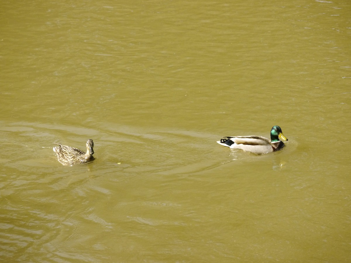 Mallard - ML646265288