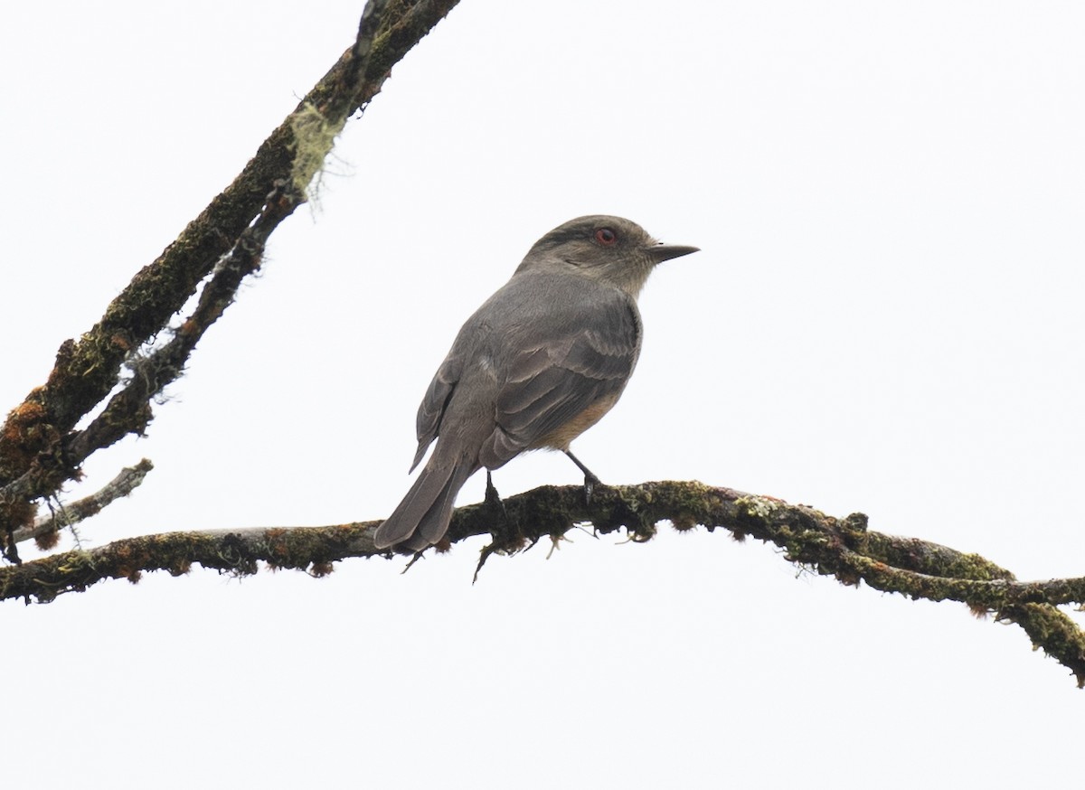 Rufous-tailed Tyrant - ML646265290