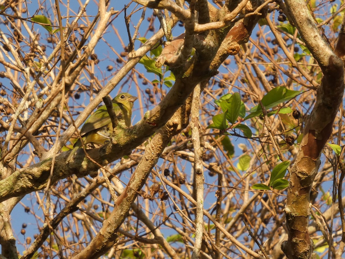 Painted Bunting - ML646265292