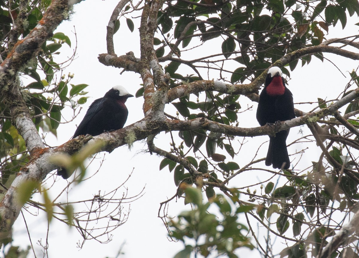 White-capped Tanager - ML646265295