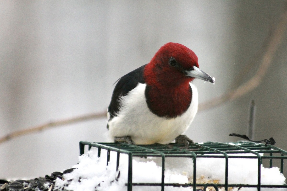 Red-headed Woodpecker - ML646265296