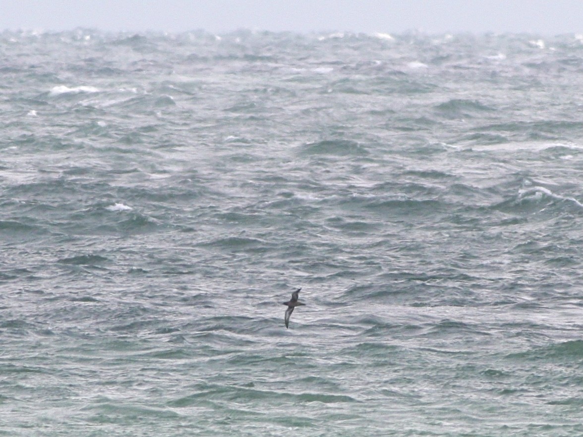Sooty Shearwater - ML646265297