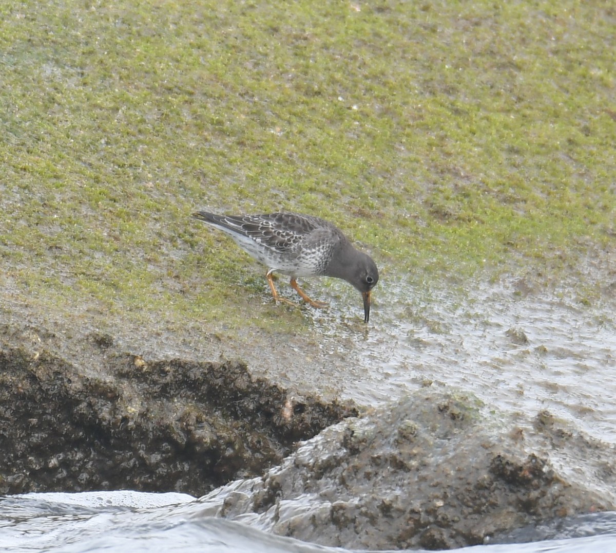 Purple Sandpiper - ML646265298