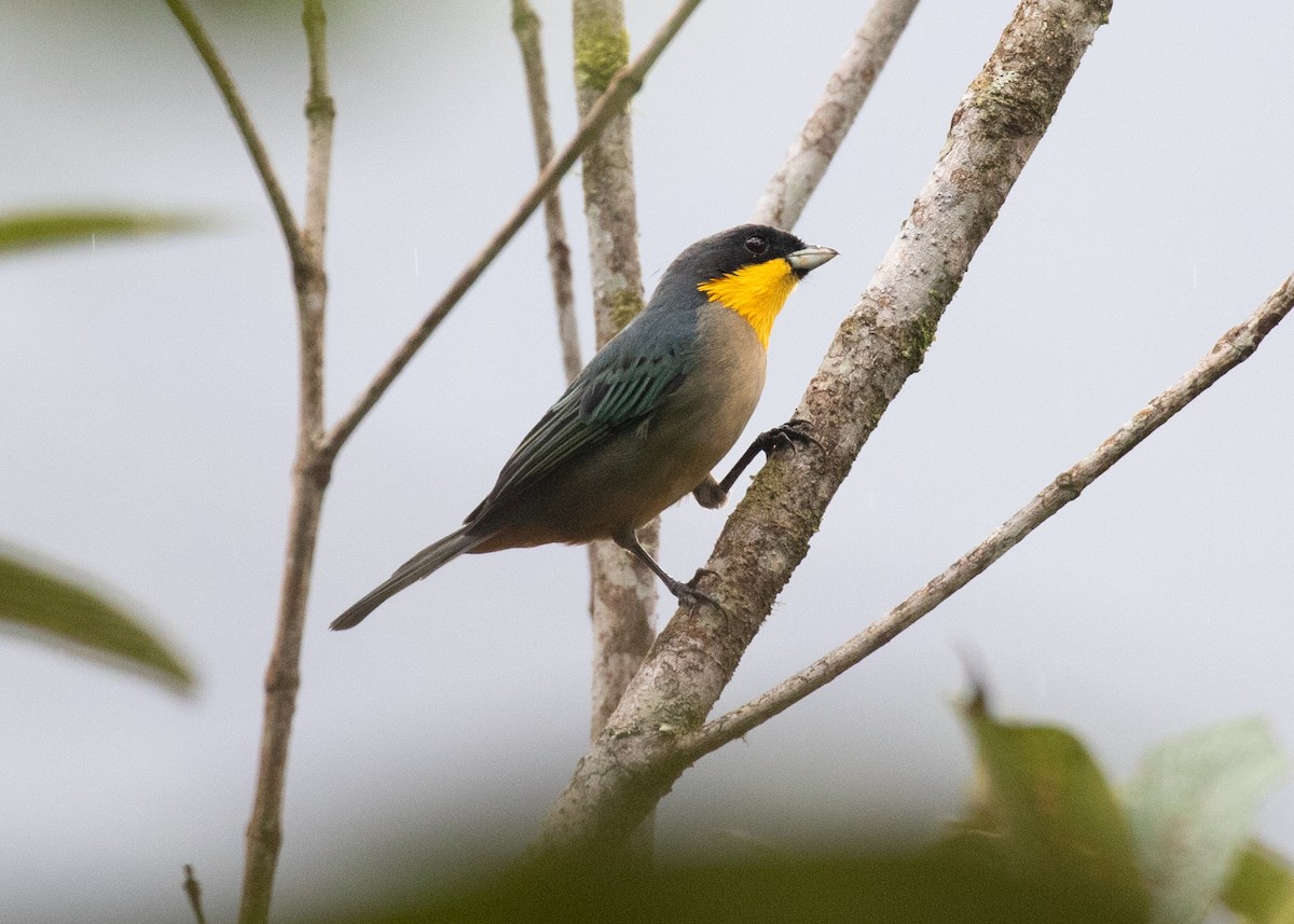 Yellow-throated Tanager - ML646265299
