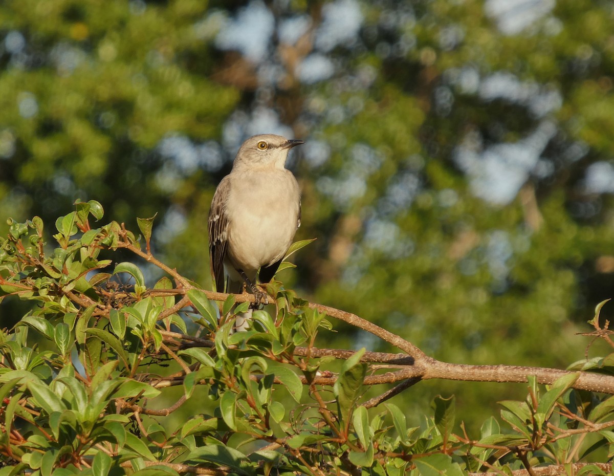 Northern Mockingbird - ML646265301
