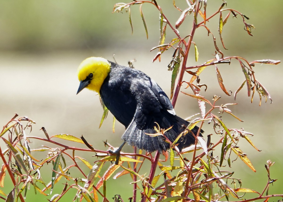 Yellow-hooded Blackbird - ML646265302