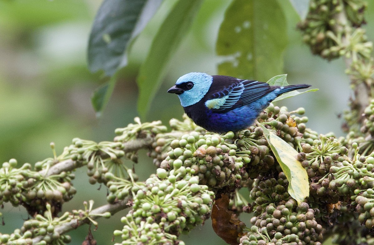Blue-necked Tanager - ML646265303