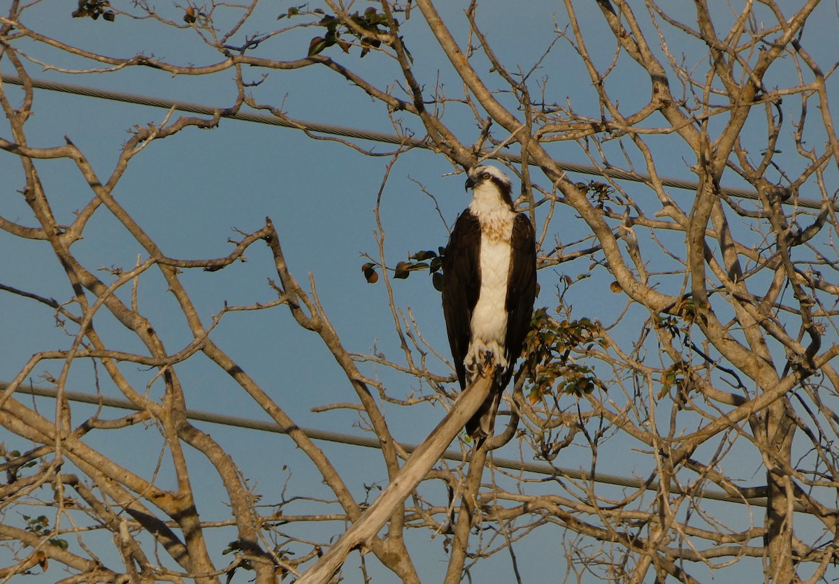 Osprey - ML646265309
