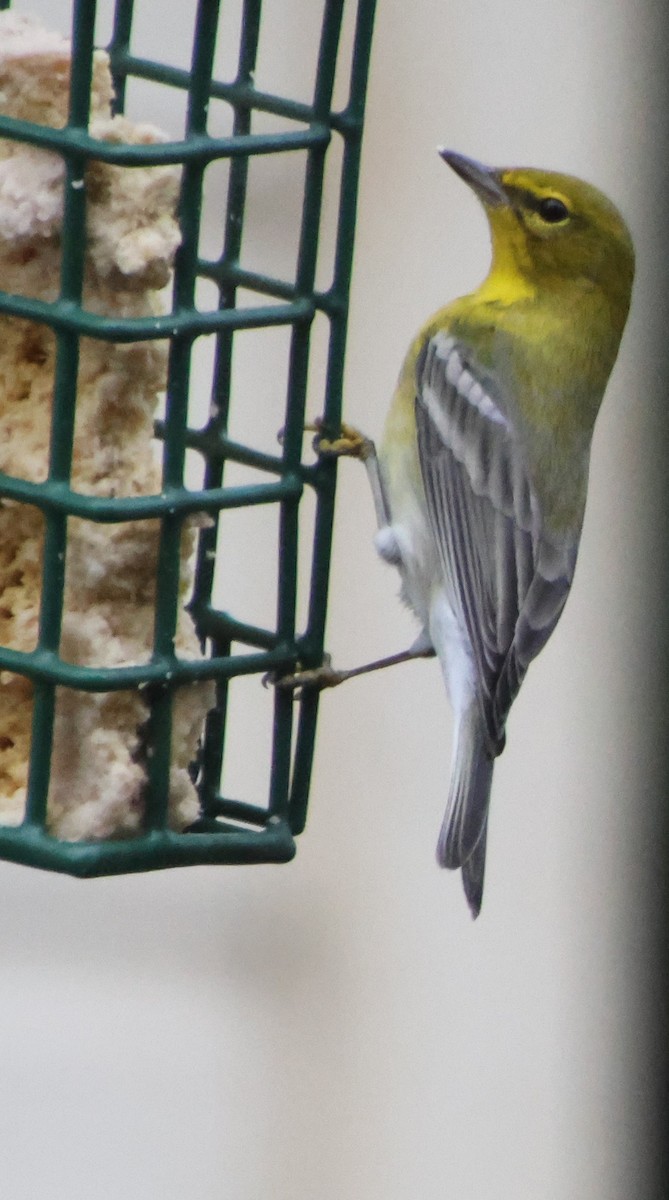 Pine Warbler - ML646265310