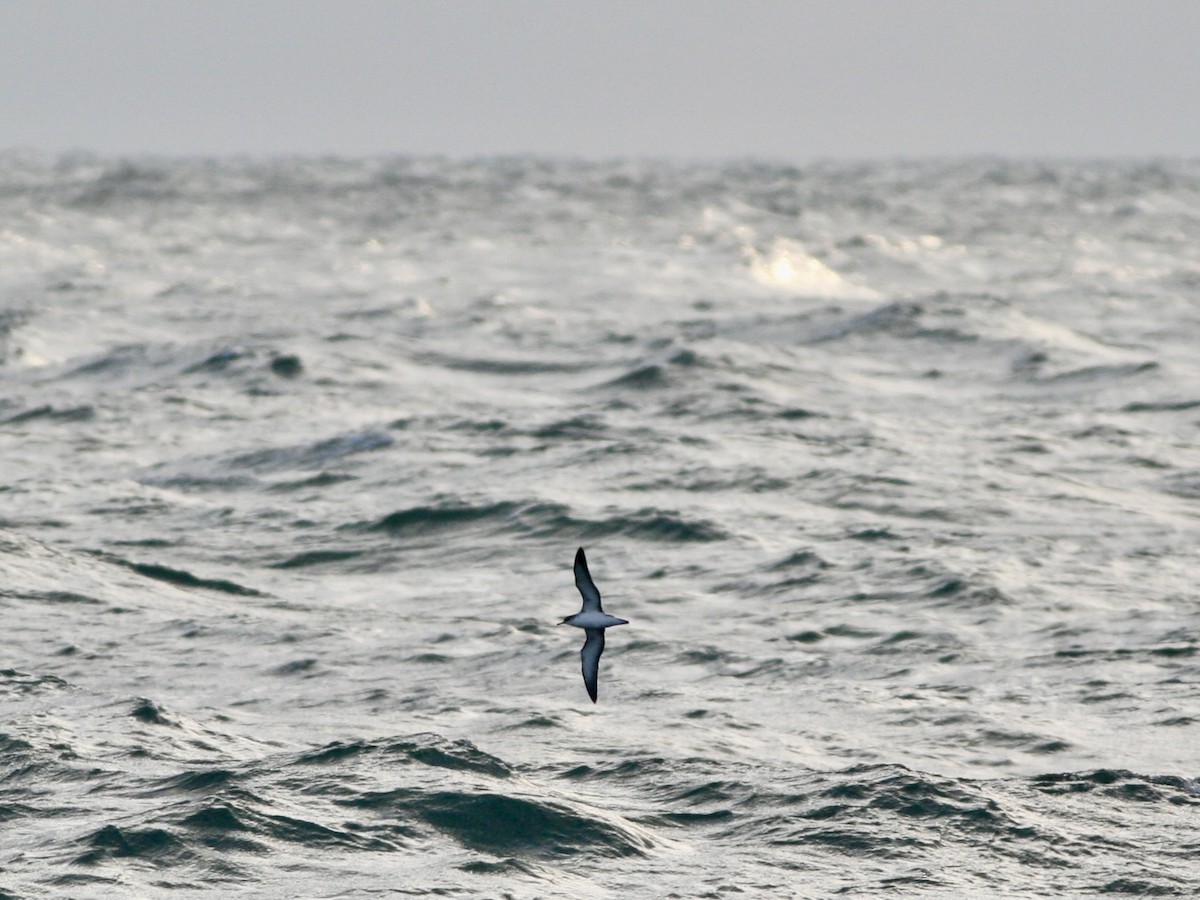 Atlantiksturmtaucher - ML646265311