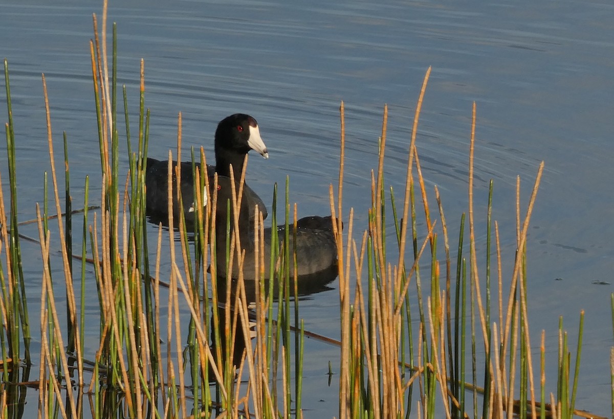 American Coot (Red-shielded) - ML646265321