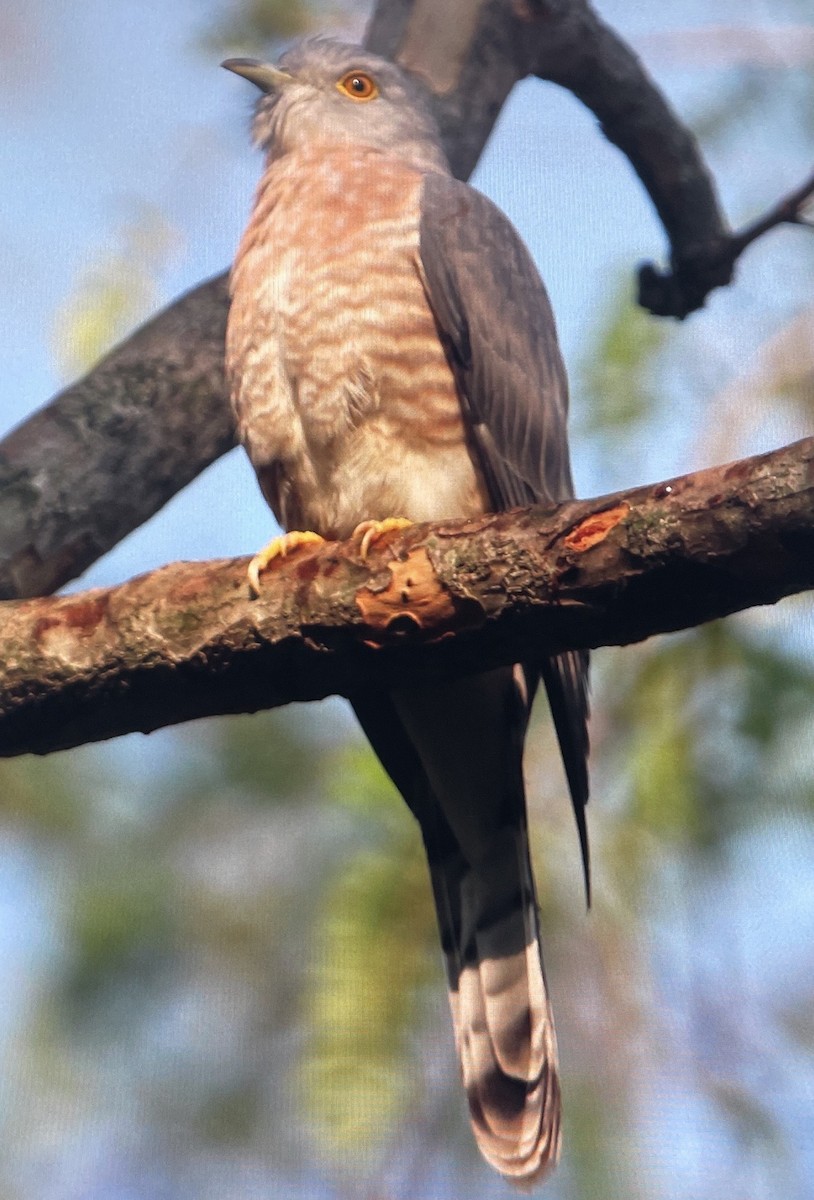 Common Hawk-Cuckoo - ML646265322