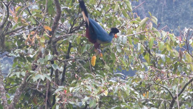 Great Blue Turaco - ML646265323