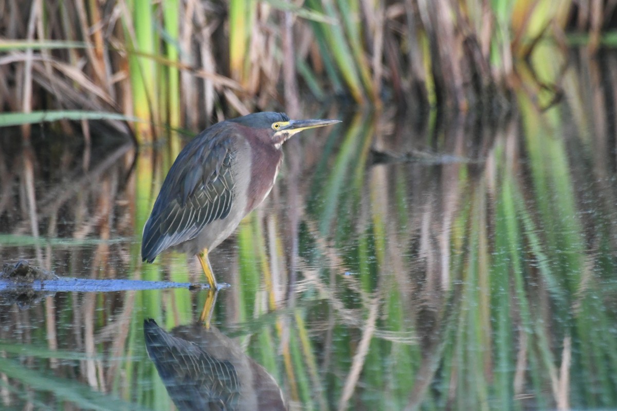 Green Heron - ML646265328