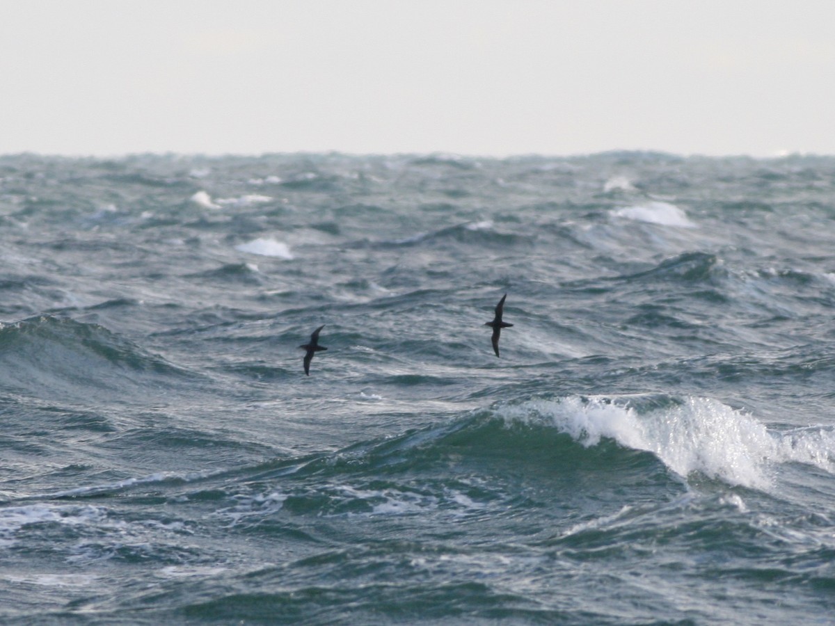 Balearic Shearwater - ML646265332