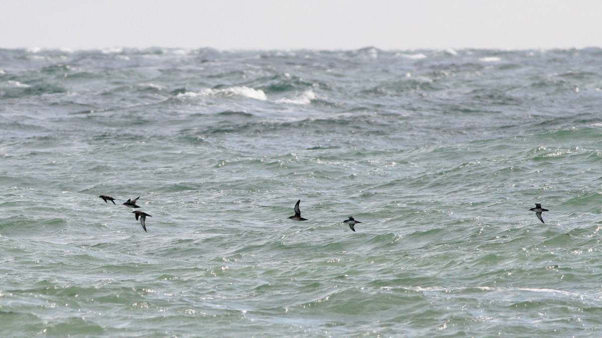 Balearic Shearwater - ML646265333