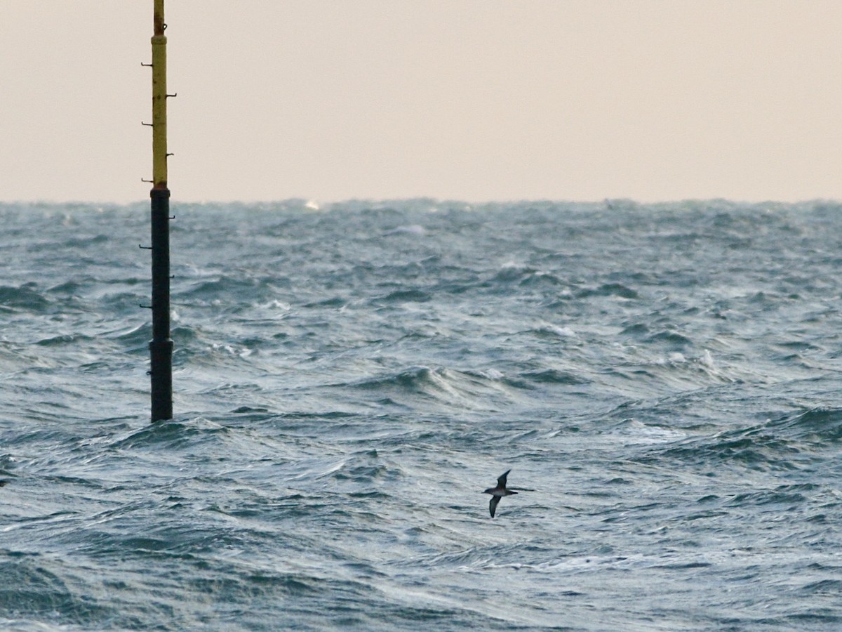 Balearic Shearwater - ML646265334