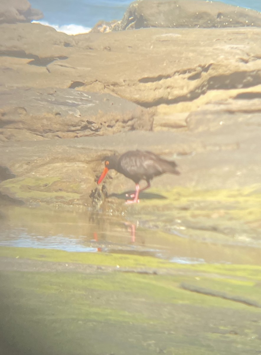 Sooty Oystercatcher - ML646265335