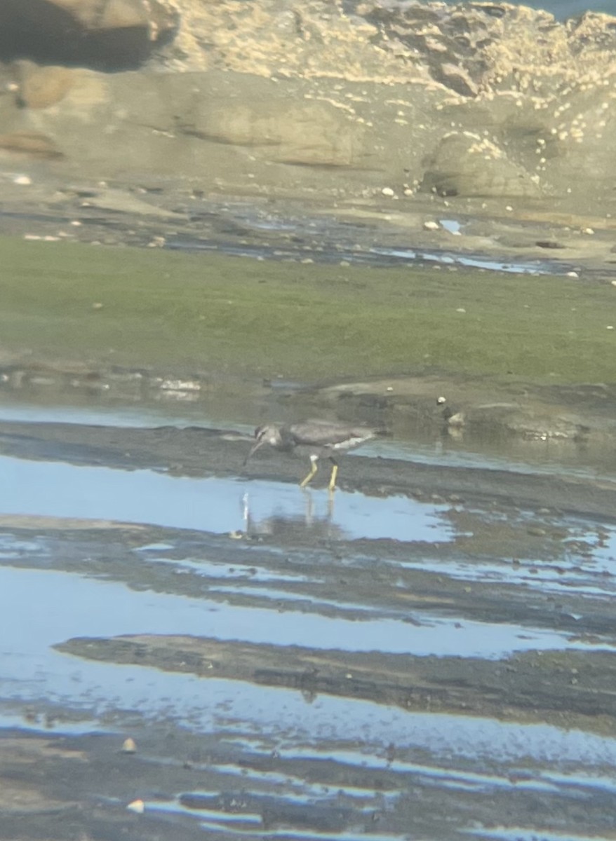 Wandering Tattler - ML646265338