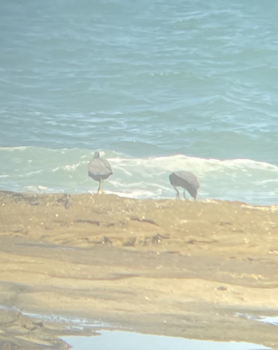 Pacific Reef-Heron - ML646265340