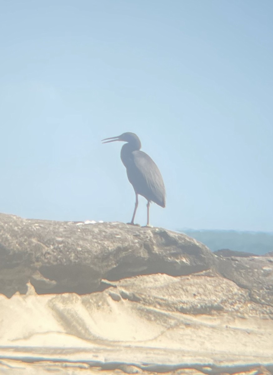 Pacific Reef-Heron - ML646265341